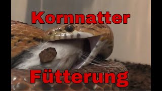 Kornnatter Fütterung  Kornnatter frisst Ratte [upl. by Assilac]