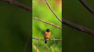 Sẻ Bụi Đầu Đen Siberian Stonechat [upl. by Phaidra155]