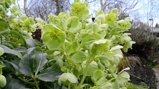 Corsican Hellebore Helleborus argutifolius [upl. by Fulviah]