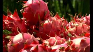 Malaysia Dragon Fruit or Pitaya Great Sun Pitaya Farm [upl. by Conant413]