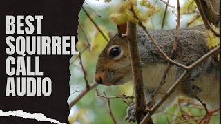 Best Squirrel Call Audio  Suab Dib Nas [upl. by Werna]