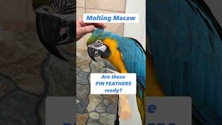 Are These Pin Feathers Ready Macaw Molting parrot bird [upl. by Corine]