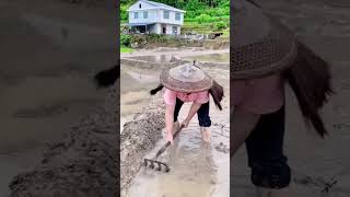 The construction process of paddy field ridges [upl. by Bellda]