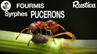 Les pucerons les fourmis et les syrphes [upl. by Allecram]