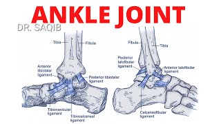 Ankle Joint Anatomy [upl. by Idihsar]