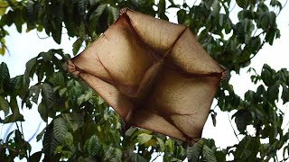 Colugo What Kind of Mammal is This [upl. by Vareck]