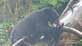 20240730 Twerp eats on the big log exploreorg [upl. by Anavlys]