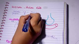 Ventilation Perfusion Ratio l VQ ratio l zones of lungs l Respiratory Physiology [upl. by Atteuqnas874]