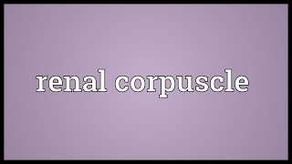 Renal corpuscle Meaning [upl. by Naejamron]