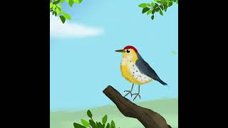 Prothonotary warbler bird illustration animated shorts [upl. by Lewej]