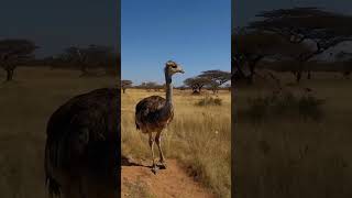 OstrichesThe beauty of wildlife ostrich ostrichbird ostrichvideo wildlifephotography birds [upl. by Royall]