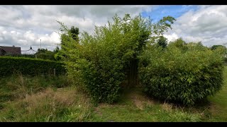 Flowering Black Bamboo Phyllostachys nigra don’t buy any black Bamboo they are going to seed [upl. by Obediah791]