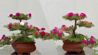 How to Make a Portulaca Grandiflora  Moss Rose Bonsai Bringing Natural Beauty to Bloom [upl. by Enenstein]