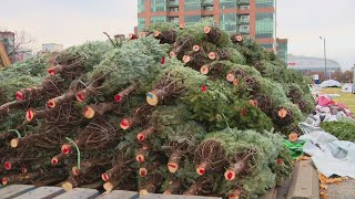 Get a Christmas tree at Louisvilles Waterfront Park Heres how [upl. by Bently]