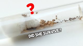 IS THE QUEEN ALIVE  Lasius Umbratus Ant Colony  Update 1 [upl. by Austin155]