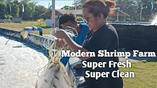 UNBELIEVABLE MODERN WAY SHRIMP CULTURE [upl. by Ahsiam]