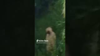 Malm jum’at dijegat Pocong feedshorts kisahmisterius viralvideo kisahmisterinyata viralshort [upl. by Alamac]