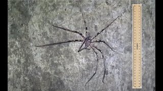 Giant Huntsman Spider Heteropoda maxima [upl. by Main]