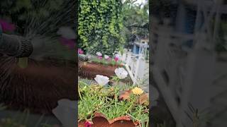 Miracle Organic Fertilizer For Growth ampBlooming shortfeed shortvideo [upl. by Anilas]