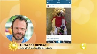 Hundarna med ett eget Luciatåg  Nyhetsmorgon TV4 [upl. by Dlareme]