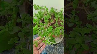 Dhan vriddhi ke liye Shubh plant lucky plant gardening [upl. by Clifford]