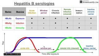 Hepatitis B serologies [upl. by Arreis]