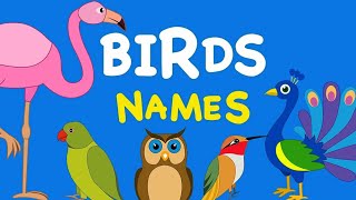 BIRDS NAME IN ENGLISH [upl. by Mafala887]