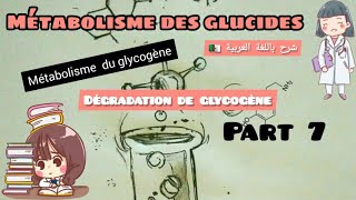 métabolisme des glucides  métabolisme du glycogène glycogènolys part 7 [upl. by Pinter]