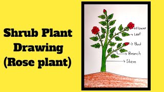 shrub plant drawingshrub drawinghow to draw a shrub plantrose plant drawing [upl. by Meggs]