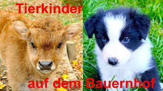 Für kleine Kinder Tierkinder auf dem Bauernhof mit Naturgeräuschen ohne Musik  FARM ANIMAL SOUNDS [upl. by Shantha]