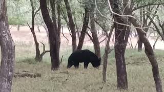 Rare Sloth Bear Sighting in Zone 4  Morning Safari Adventure at Ranthambore [upl. by Nira]