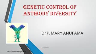 GENETIC CONTROL OF ANTIBODY DIVERSITY SECRETION OF ANTIBODIES [upl. by Anam]