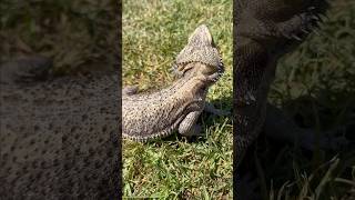 Smoochie the beardeddragon loves basking outdoors reptile beardeddragonloverlizardlizardlover [upl. by Benetta]