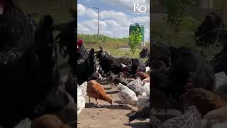 Black australorp rooster  Farming in Zimbabwe  Free range chicken farming in Zimbabwe [upl. by Artenahs]