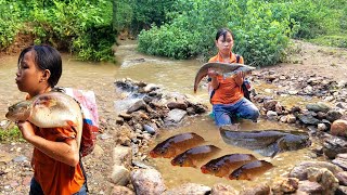 Poor girl Van traps fish  harvests giant 5kg catfish and golden carp  fish trapping skills [upl. by Inama]