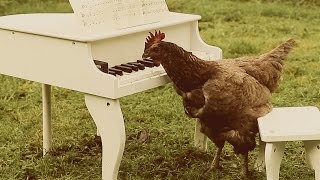 Igorrr  My Chickens Symphony [upl. by Niuqram88]