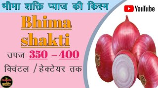 bhima shakti pyaj ki unnt kismBest variety of online bhima shakti upaj 350  400 kwintal hectare [upl. by Rosalinda]