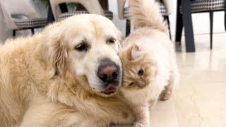 Cute Cat Demands Attention from Golden Retrievers [upl. by Ysac]