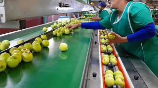 Flowpack Systems Redpack apple flow wrap machine off sorting line [upl. by Atinod]