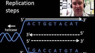 DNA replication [upl. by Raimes]