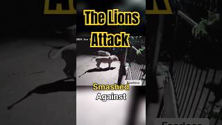 Lions Attack Cowshed [upl. by Ivgnout]