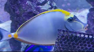 Only Fins Tigs the Blonde Naso Tang Naso Elegans [upl. by Guimond]