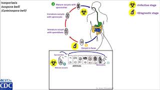 Isospora belli life cycle [upl. by Jorie]