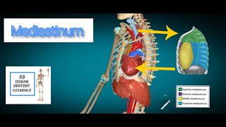 Mediastinum Anatomy I Human Anatomy Tutorial [upl. by Micah]