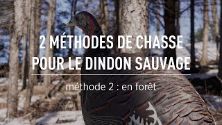 La chasse au dindon sauvage  La méthode en forêt [upl. by Eryt]