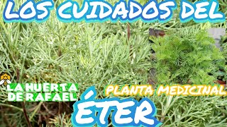 Los cuidados del éterArtemisa abrotanum•Planta medicinal•El cultivo del éter•9NaTemporada [upl. by Llertniuq548]