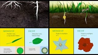 Monocots vs Dicots [upl. by Brote]