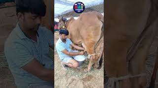 Gir Cow Live Milling 👍Live Milling of Cow gir cow live milking cowmilking livemilking jaipur [upl. by Zigmund426]