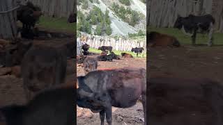 Cow farm pakistan india russia mountains [upl. by Bohman]