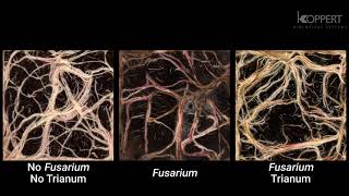 Trichoderma harzianum T22 combats Fusarium in maize roots – Koppert [upl. by Greenburg]